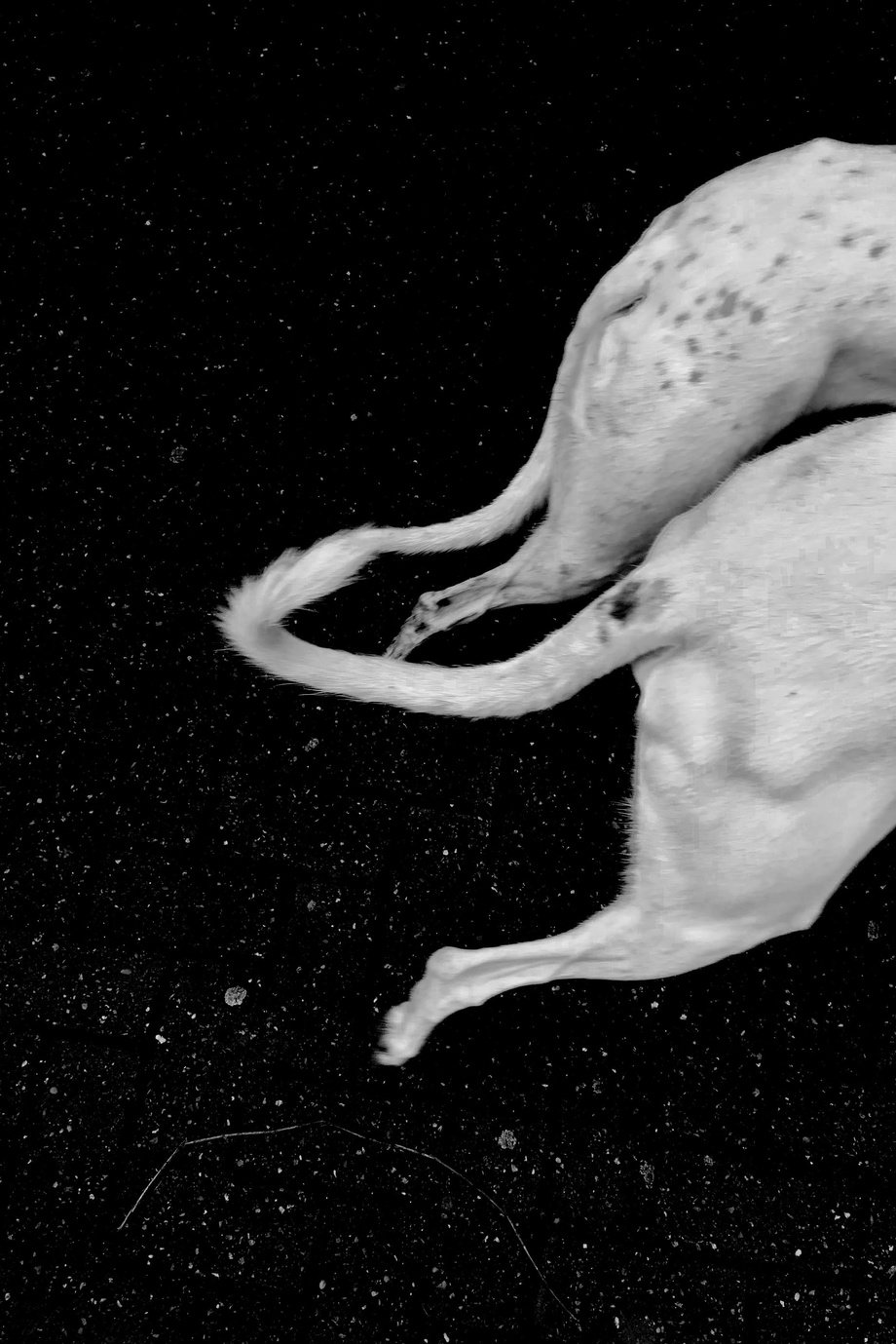 a black and white photo of two dogs running